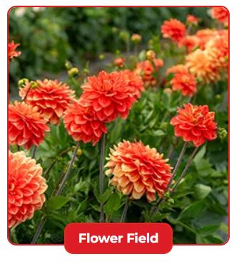 Manor Farm Fruits Flower Field experience 