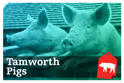 Tamworth Pigs