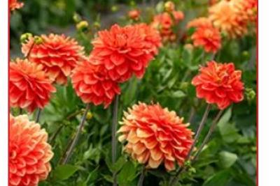 Manor Farm Fruits Flower Field experience 