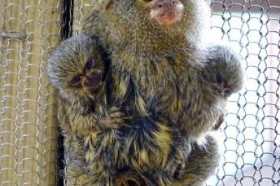 Marmoset monkeys